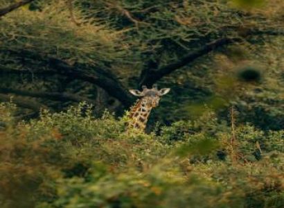 Manyara And Ngorongoro Camping Safari 3 Days - 2 Nights Tour