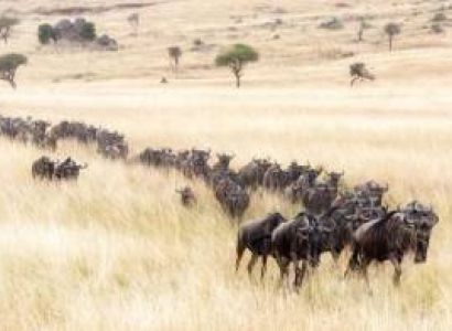 Tanzania Classic 7 Days - 6 Nights Tour