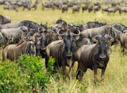 8 Days Tanzania Northern Circuit Luxury Safari Tour