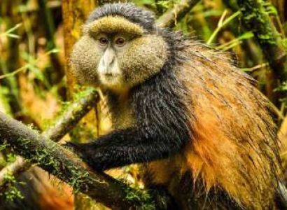 5 Days Rwanda Gorilla Trek Tour