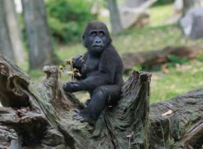 5 Days Uganda Primate Expedition Tour