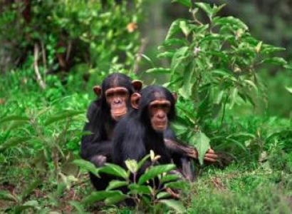 6 Days Nyungwe Forest And Lake Kivu Tour