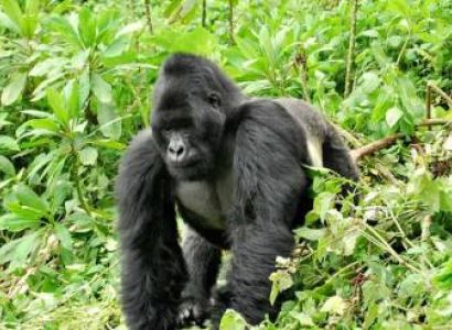 8 Days Uganda Gorilla Experience Tour
