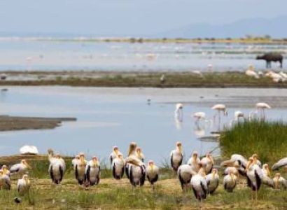 5 Days 4 Nights Tanzania Signature Luxury Safari Experience