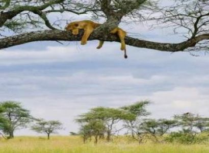 7 Days Ultimate Northern Tanzania Wildlife Expedition