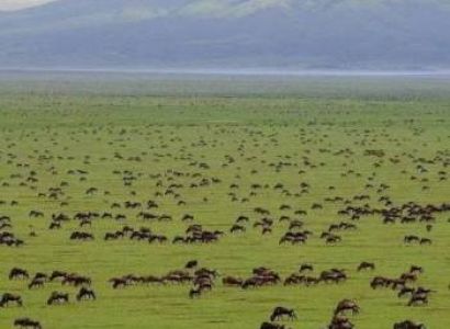 7 Days Ultimate Northern Tanzania Wildlife Expedition