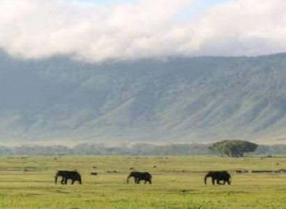 7 Days Ultimate Northern Tanzania Wildlife Expedition