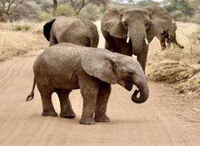 7 Days Ultimate Northern Tanzania Wildlife Expedition