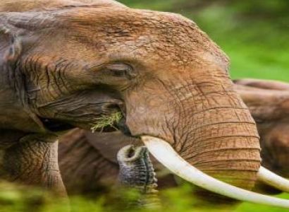 7 Days Ultimate Northern Tanzania Wildlife Expedition