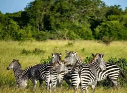 7 Days Ultimate Northern Tanzania Wildlife Expedition