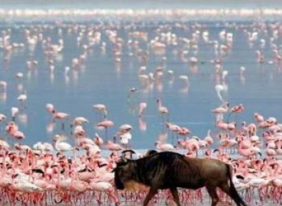 7 Days Ultimate Northern Tanzania Wildlife Expedition