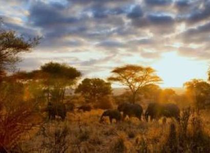 1 Day Tour To Tarangire National Park