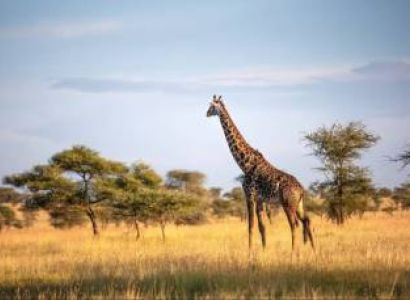 Manyara Tour Packages