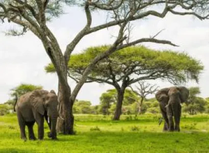 8 Days Tanzania Signature Wildlife Journey Tour