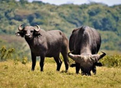 1Day Arusha National Park Tour