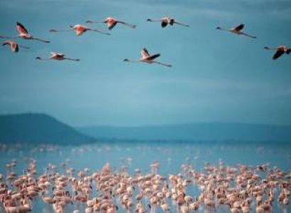 1 Day Lake Manyara National Park Tour