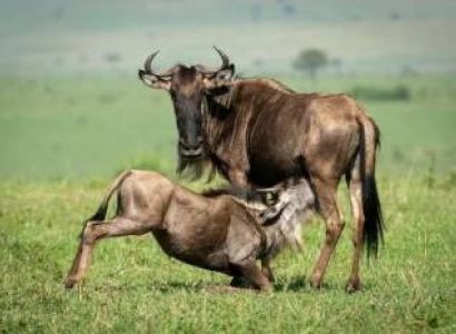 5 Days Wildebeest Migration Calving Safari Tour
