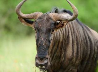 6 Days Serengeti Migration Safari Tour