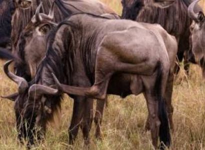 7 Days Serengeti Wildebeest Migration Safari Tour
