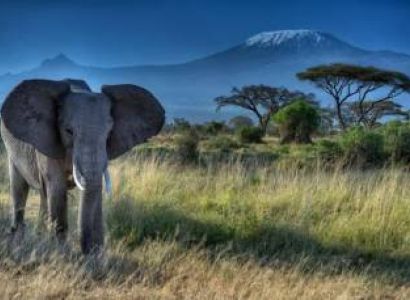 5 Days Mombasa - Amboseli And Tsavo Trip
