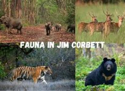 2 Night 3 Day Delhi To Jim Corbett Tour Package