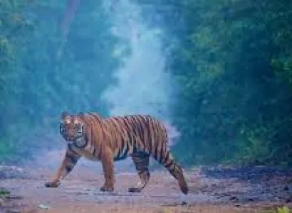 2 Night 3 Day Jim Corbett Tour