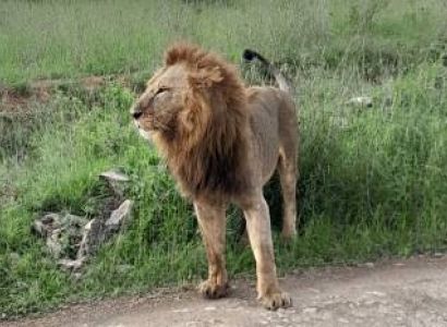 07 Nights  08 Days Mount Kenya- Lake Nakuru- Maasai Mara - Mombasa Honeymoon Package