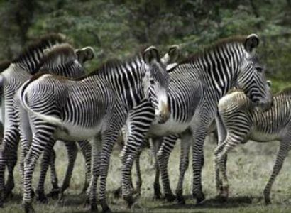07 Nights  08 Days Mount Kenya- Lake Nakuru- Maasai Mara - Mombasa Honeymoon Package