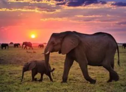 Nairobi - Maasai Mara - Nairobi Tour