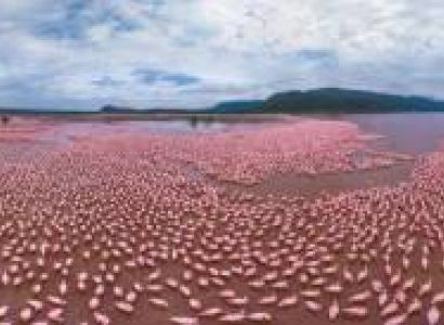 5 Nights 6 Days Nairobi - Lake Bogoria - Lake Nakuru - Maasai Mara Safari