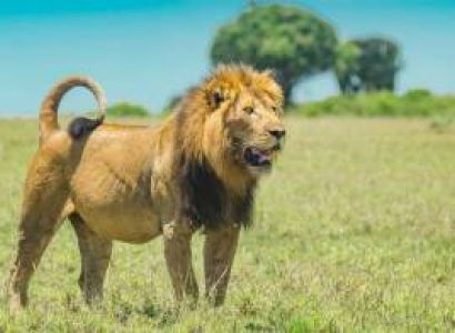 5 Nights 6 Days Nairobi - Lake Bogoria - Lake Nakuru - Maasai Mara Safari