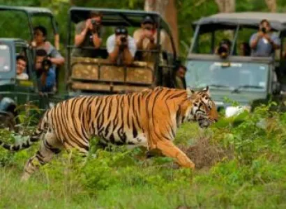 Unforgettable 3-Day Masai Mara Safari Experience Tour