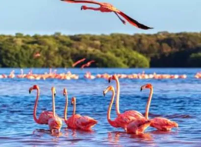 Wild 5-Day Masai Mara - Lake Nakuru Safari Adventure Tour