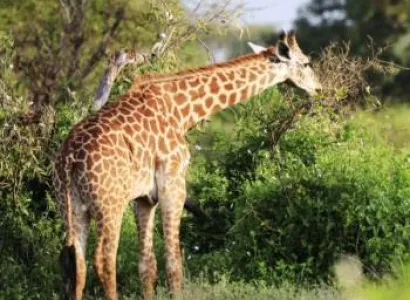 Ultimate 14-Day Kenya Safari - Beach Holiday Tour