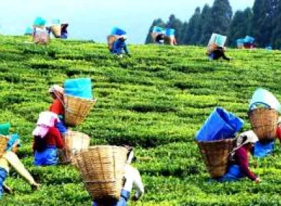 4 Nights - 5 Days Assam Tour Package