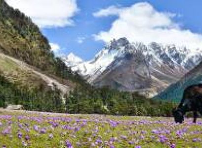 7N - 8D Gangtok - Lachung - Yumthang - Pelling Tour