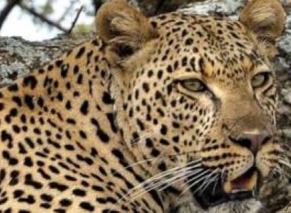 Ngorongoro Tour Packages