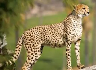 Manyara Tour Packages