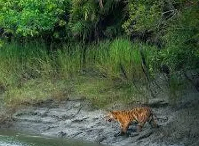 Explore World Heritage Sundarban Tour