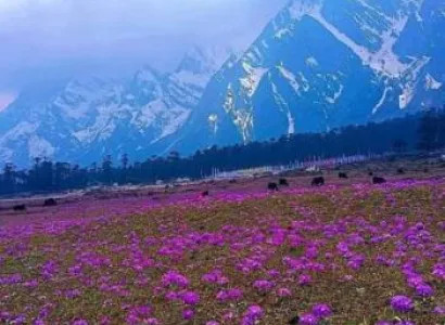 Lachung Tour Packages