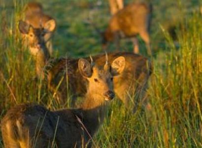 Jhilmil Jheel Tour Package 1 Night - 2 Days