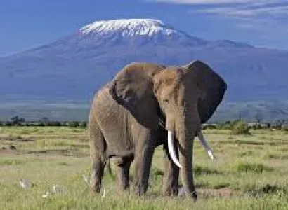 7 Days Amboseli - Lake Naivasha - Lake Nakuru - Masai Mara Tour