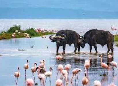 5 Days Lake Nakuru - Masai Mara - Lake Naivasha Tour