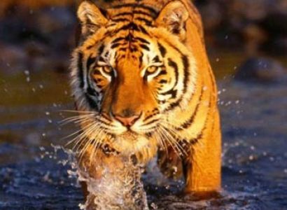 Short  Escape to  Sundarbans Tour