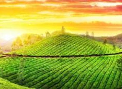 2Night Short Trip To Munnar