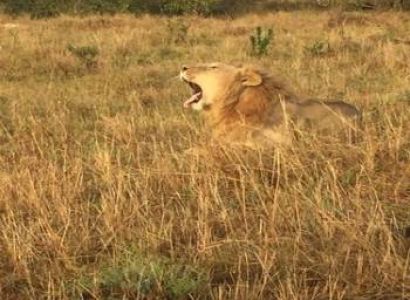 4Night Kenya - Nairobi - Lake Nakuru National Park Heaven Of Flamingo