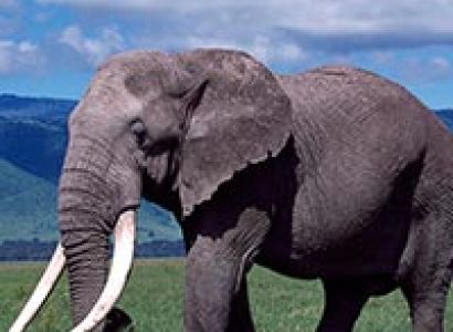 Tanzania Safari Trip Package