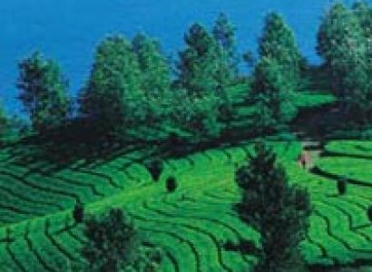 Packages in Thekkady