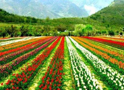 Tulip Garden