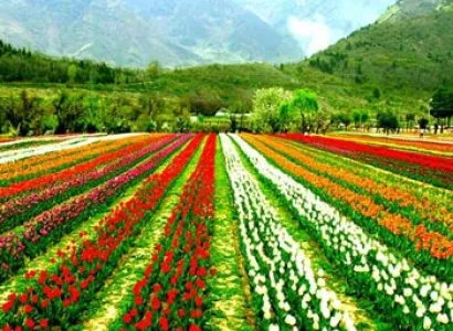 Tulip Garden